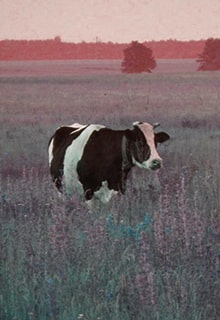 корова в поле