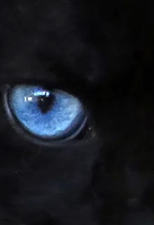 голубой глаз кошки