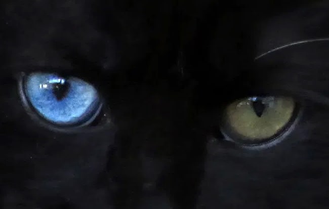 разные глаза кошки