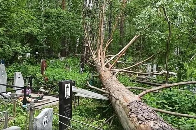 упало дерево на могилу