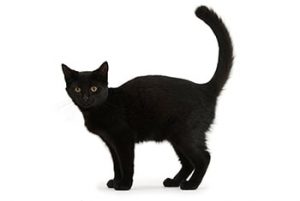 черный кот